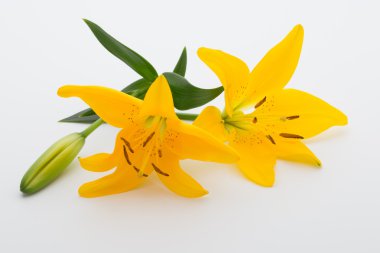 Lily çiçek tomurcukları beyaz bir arka plan üzerinde.