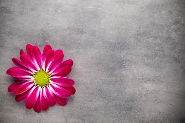 Sarı arka planda pembe kasımpatı.