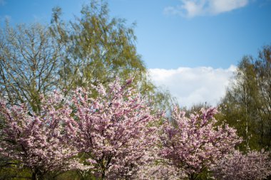 Bahar günü kiraz çiçeği arkaplanı.