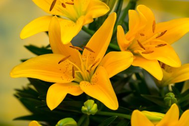 Lily sarı çiçek tomurcukları gri bir arka plan üzerinde.