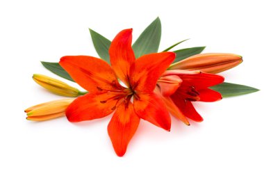 Lily çiçek tomurcukları beyaz bir arka plan üzerinde izole.