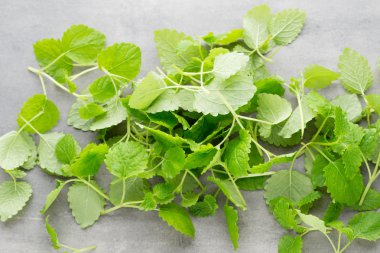 Gri arkaplanda taze çiğ nane yaprakları.