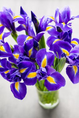 Iris çiçek gri arka plan üzerinde.