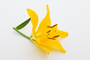 Lily çiçek tomurcukları beyaz bir arka plan üzerinde.