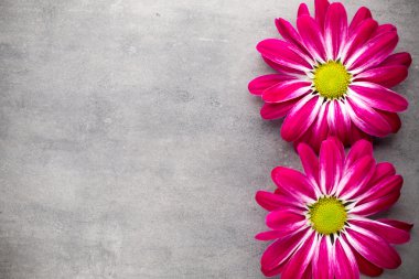 Sarı arka planda pembe kasımpatı.