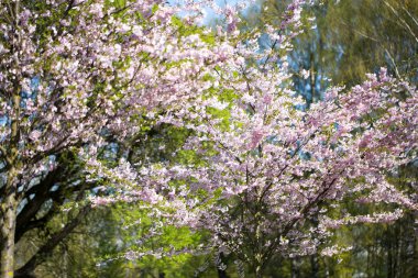 Bahar günü kiraz çiçeği arkaplanı.
