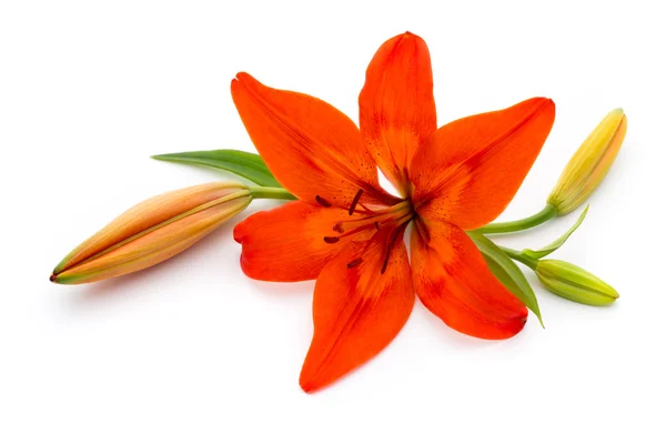 Lily flor com botões isolados em um fundo branco . — Fotografia de Stock