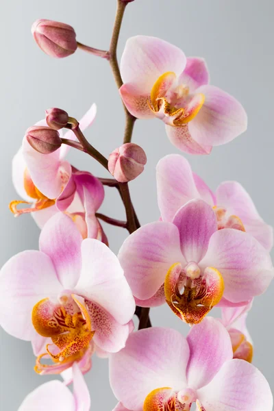 Orquídea rosa no fundo cinza . — Fotografia de Stock