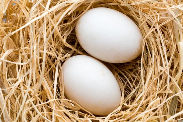 Eend eieren nest, lente Pasen symbool. — Stockfoto