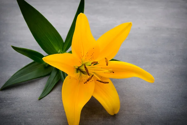 Lily flor com botões em um fundo cinza. — Fotografia de Stock