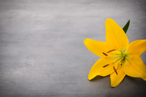 Lily květina s pupeny na šedém pozadí. — Stock fotografie