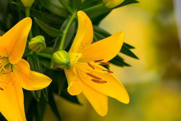 Lily yellow flower with buds on a gray background. — Stock Photo, Image