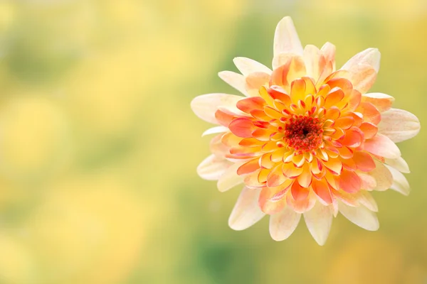 ダリアの花は黄色の背景のために閉じます. — ストック写真