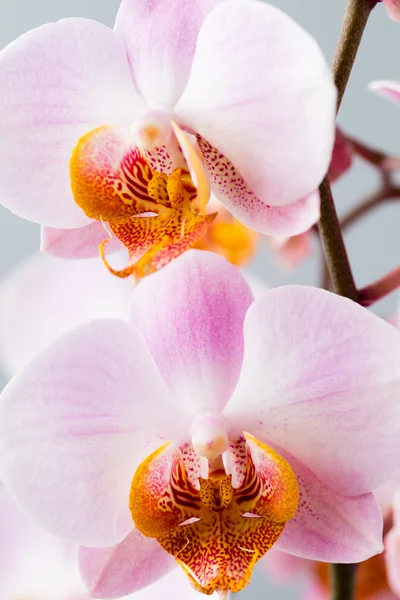 Rózsaszín orchidea a szürke háttér. — Stock Fotó