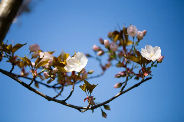 Cseresznyevirág háttér tavaszi nap. — Stock Fotó