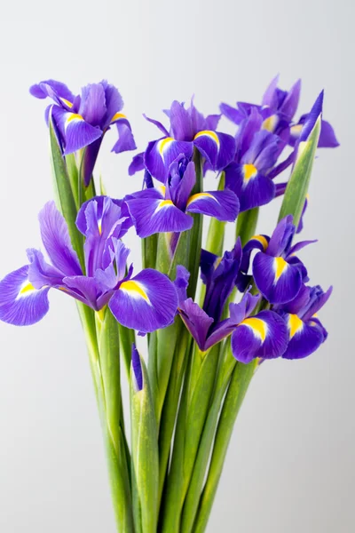 Purple iris flower on the yellow background. Stock Image