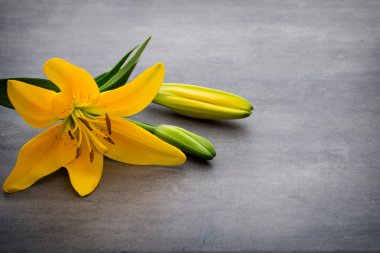 Gri arka planda tomurcukları olan zambak çiçeği.