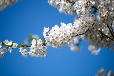 Bahar günü kiraz çiçeği arkaplanı.