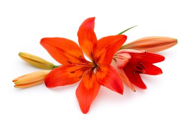 Lily çiçek tomurcukları beyaz bir arka plan üzerinde izole.