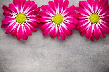 Sarı arka planda pembe kasımpatı.