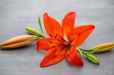 Gri arka planda tomurcukları olan zambak çiçeği.