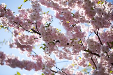 Bahar günü kiraz çiçeği arkaplanı.