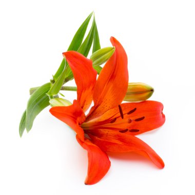 Lily çiçek tomurcukları beyaz bir arka plan üzerinde izole.