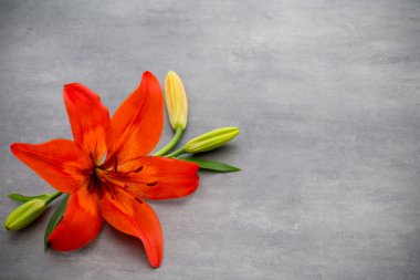 Gri arka planda tomurcukları olan zambak çiçeği.