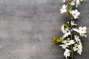 Gri arka planda bahar kiraz çiçekleri.