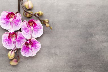 Spa orkide Tema nesneleri gri arka plan üzerinde.