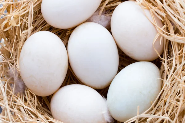 Eend eieren nest, lente Pasen symbool. — Stockfoto