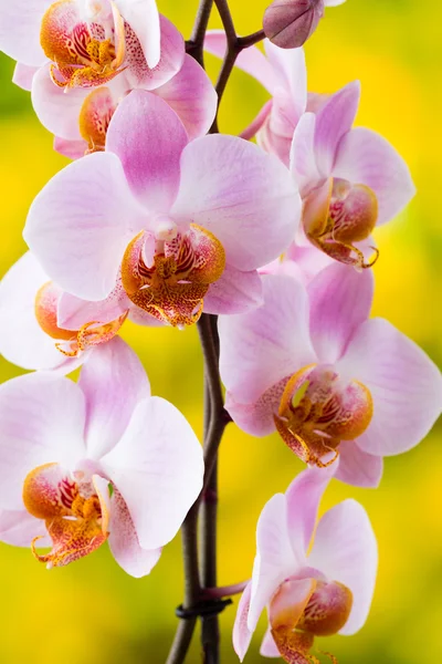 Желтая орхидея на сером фоне. — стоковое фото