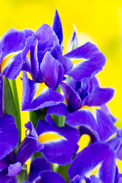 Фиолетовый цветок радужки на желтом фоне . — стоковое фото