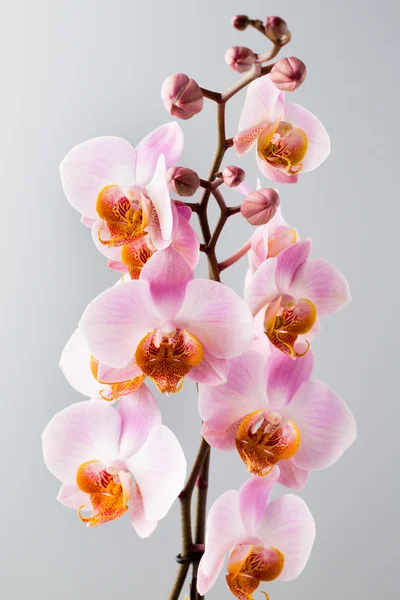 Gri arka plan üzerinde pembe orkide. — Stok fotoğraf