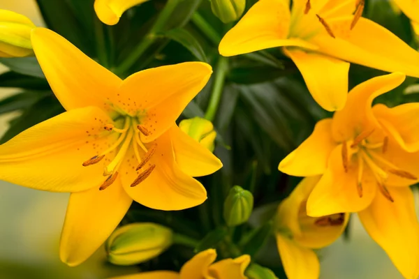 Lily flor amarela com botões em um fundo cinza . — Fotografia de Stock