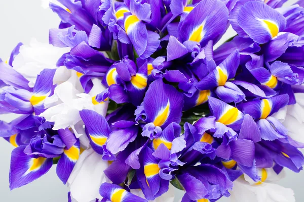 Iris flowers background, spring floral patern. — Stock Photo, Image