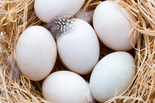 Kachní vejce hnízdo, jarní velikonoční symbol. — Stock fotografie
