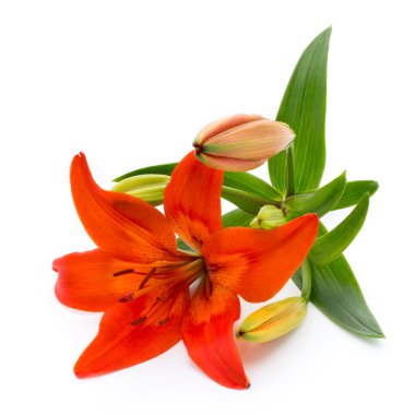 Lily çiçek tomurcukları beyaz bir arka plan üzerinde izole.