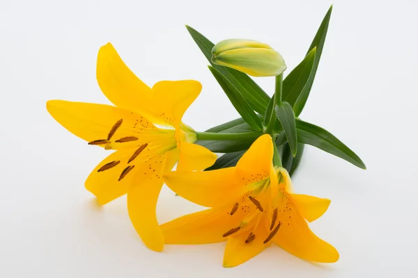 Lily flower with buds on a white background. — Stock Photo, Image