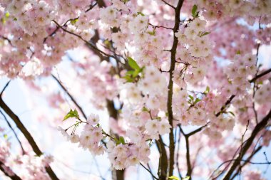 Bahar günü kiraz çiçeği arkaplanı.