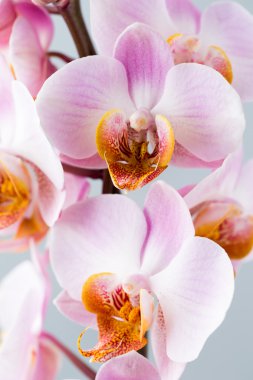 Gri arka plan üzerinde pembe orkide.