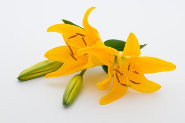 Lily çiçek tomurcukları beyaz bir arka plan üzerinde.