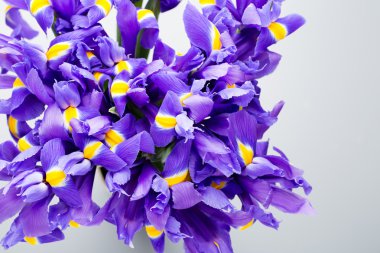 İris çiçekleri arka plan, bahar çiçekleri..