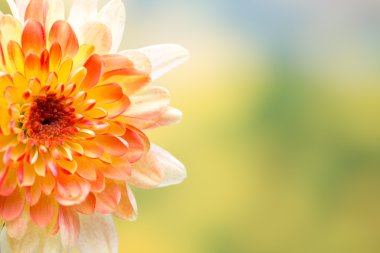 Dahlia çiçekleri sarı arkaplan için kapanıyor.
