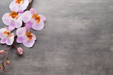 Spa orkide Tema nesneleri gri arka plan üzerinde.
