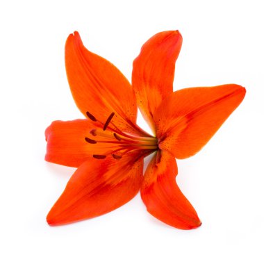 Lily çiçek tomurcukları beyaz bir arka plan üzerinde izole.