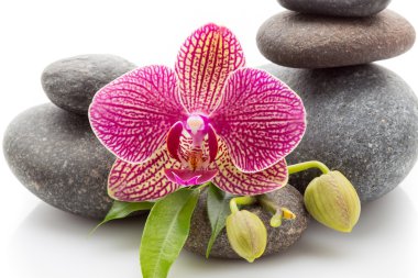 Bacgroynd Spa taşı.