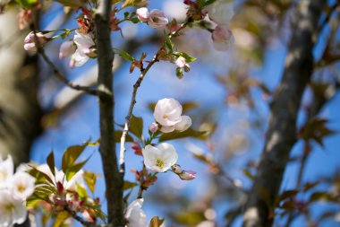 Bahar günü kiraz çiçeği arkaplanı.