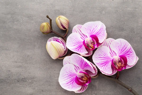 Spa objetos temáticos de orquídea no fundo cinza . — Fotografia de Stock