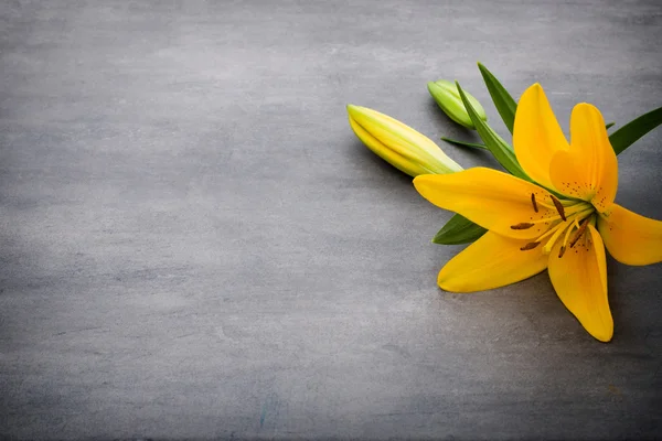 Lily flower with buds on a gray background. — Stock Photo, Image